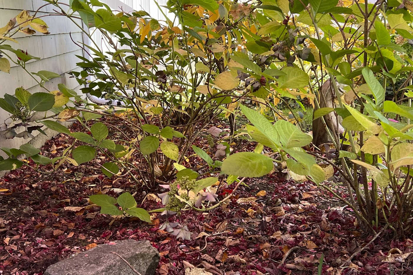 Fall cleanup in the garden doesn't mean what it used to | iNFOnews.ca