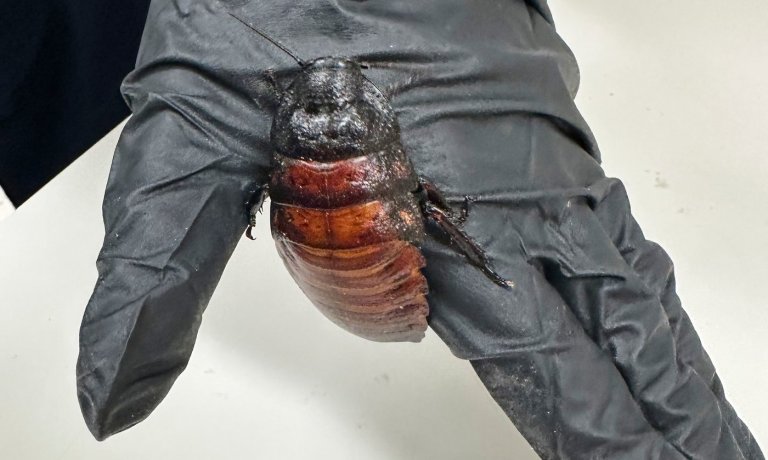 Australian cockroach kingpin caught with 100,000 illegal insects in record bug bust | iNFOnews.ca