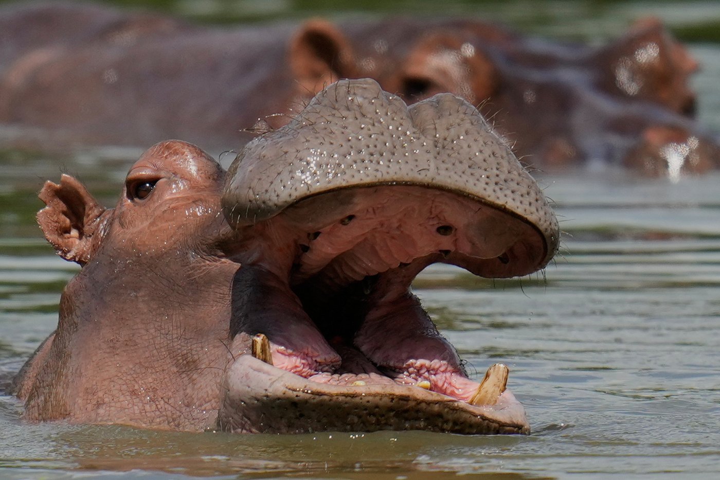 Photos show hippos introduced to Colombia by Pablo Escobar as the nation debates their fate | iNFOnews.ca