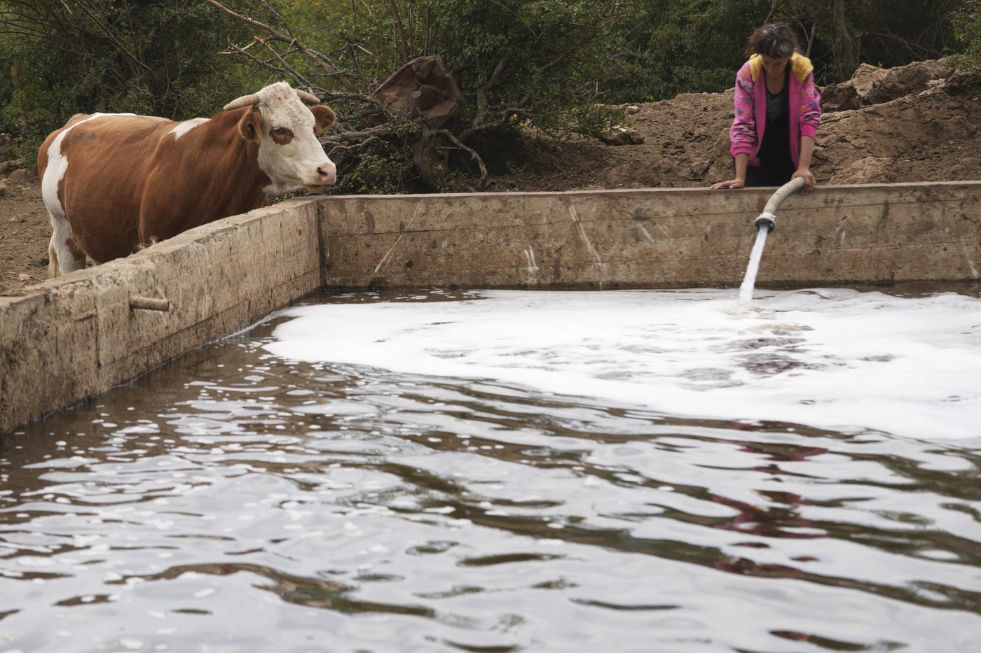 Water tanks replace springs on a Serbian mountain as drought endangers some 1,000 cows and horses | iNFOnews.ca Water tanks replace springs on a Serbian mountain as drought endangers some 1,000 cows and horses | iNFOnews.ca