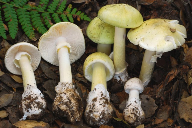 4 people have died from eating death cap mushrooms as they spread in California after rains | iNFOnews.ca