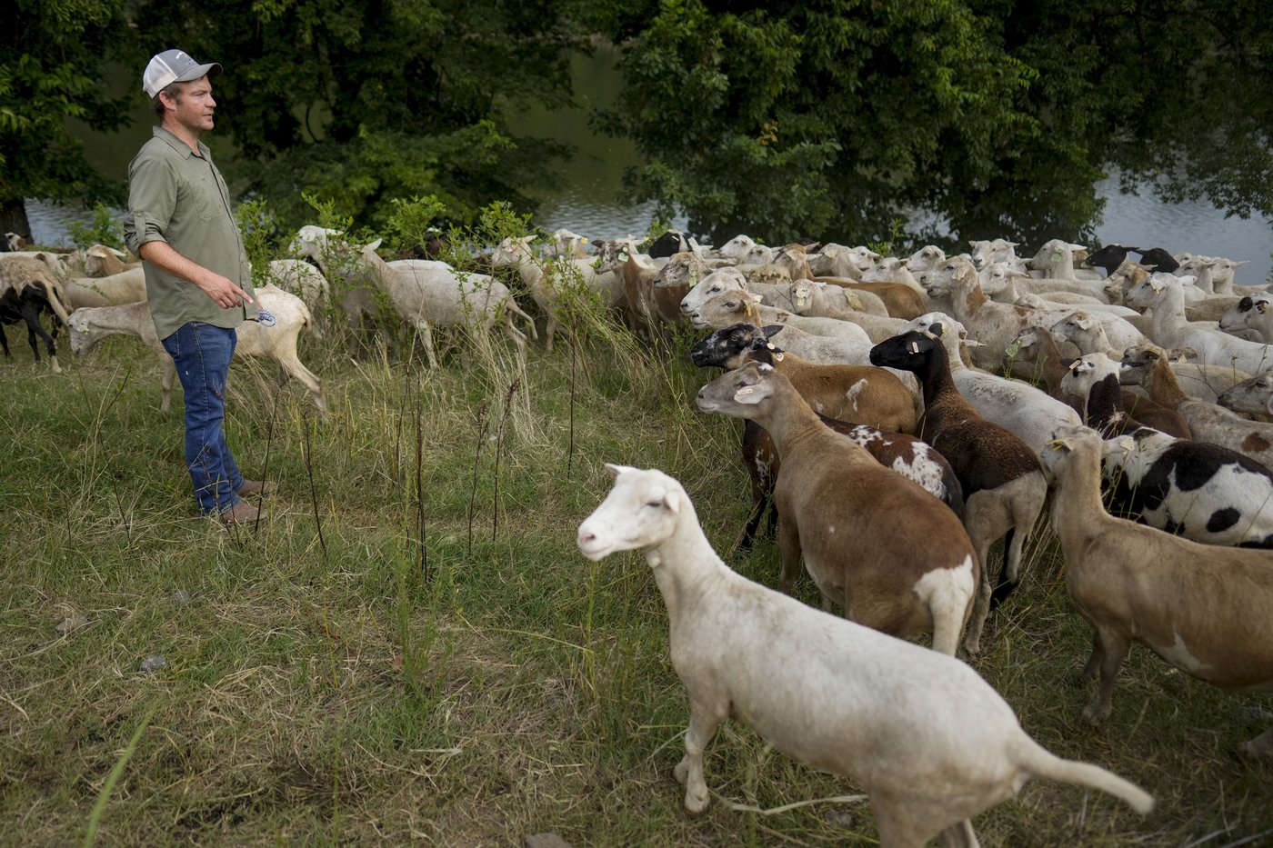 Cities are using sheep to graze in urban landscapes and people love it | iNFOnews.ca