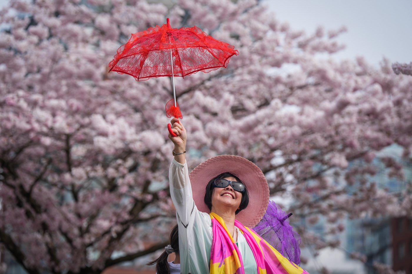 Photo Gallery: Vancouver's famous cherry blossoms out in full bloom | iNFOnews.ca