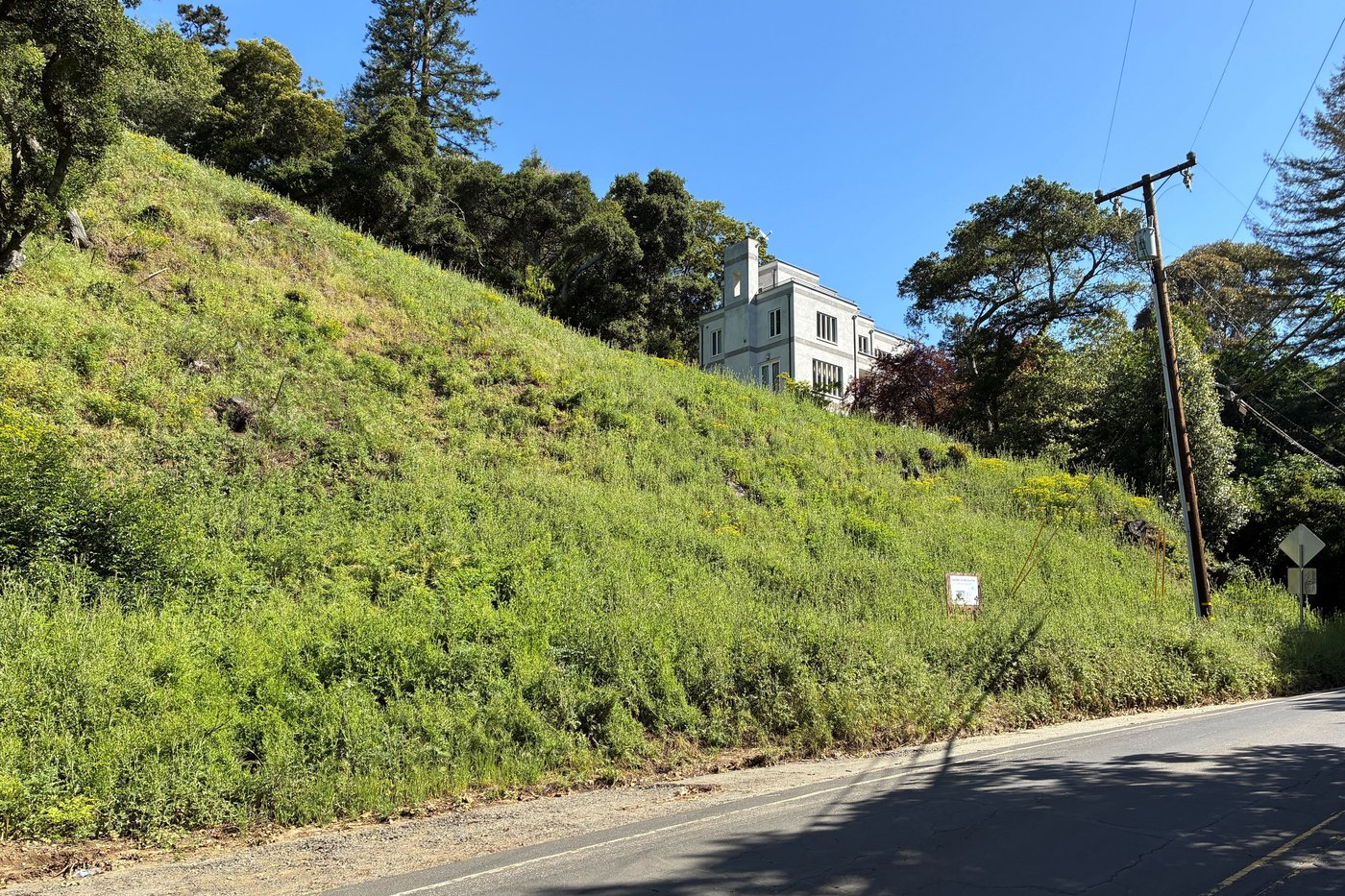 California landowners who cut 38 trees in Oakland hills hit with $915,000 fine | iNFOnews.ca