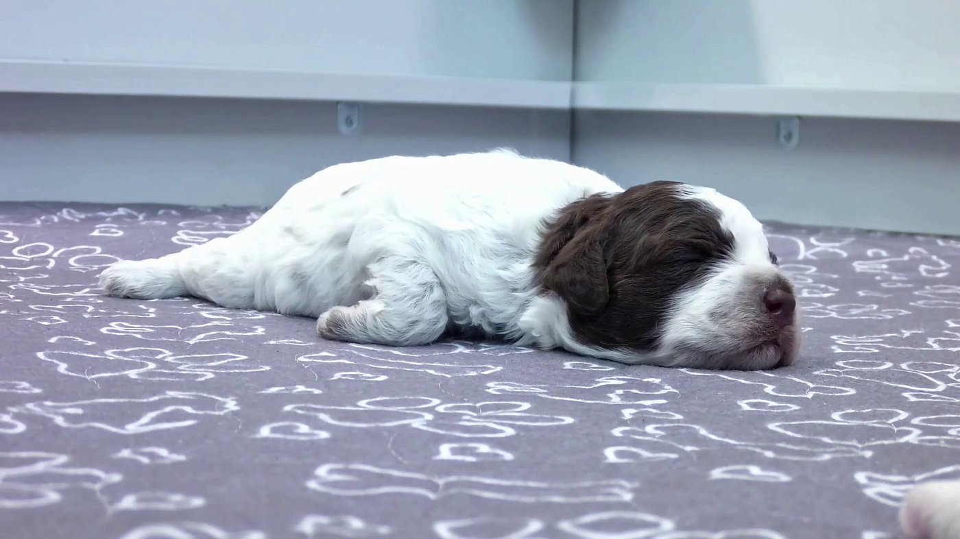 Need a smile? This livestream features 6 puppies all day long | iNFOnews.ca