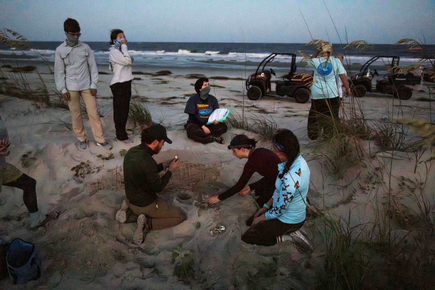 Peek inside Georgia’s record-setting sea turtle nesting season | iNFOnews.ca