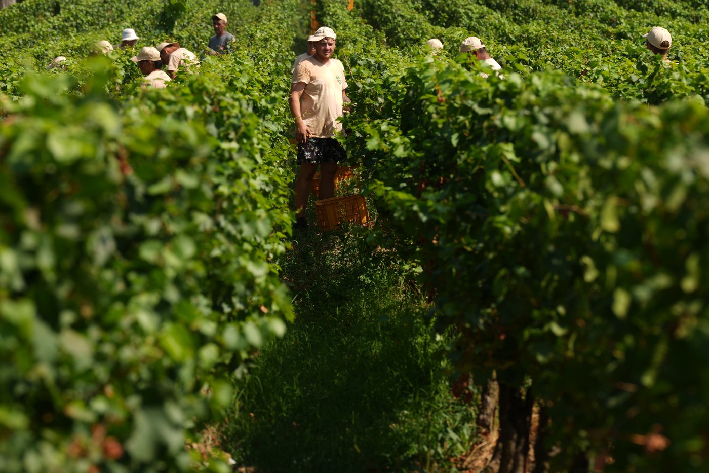 Photos show Italian winemakers harvesting grapes earlier due to extreme heat | iNwine
