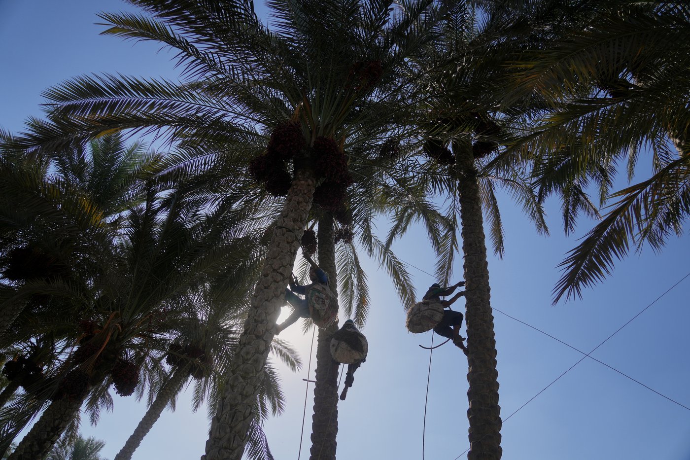 Photos capture the date harvest in an Egyptian village near Cairo | iNFOnews.ca
