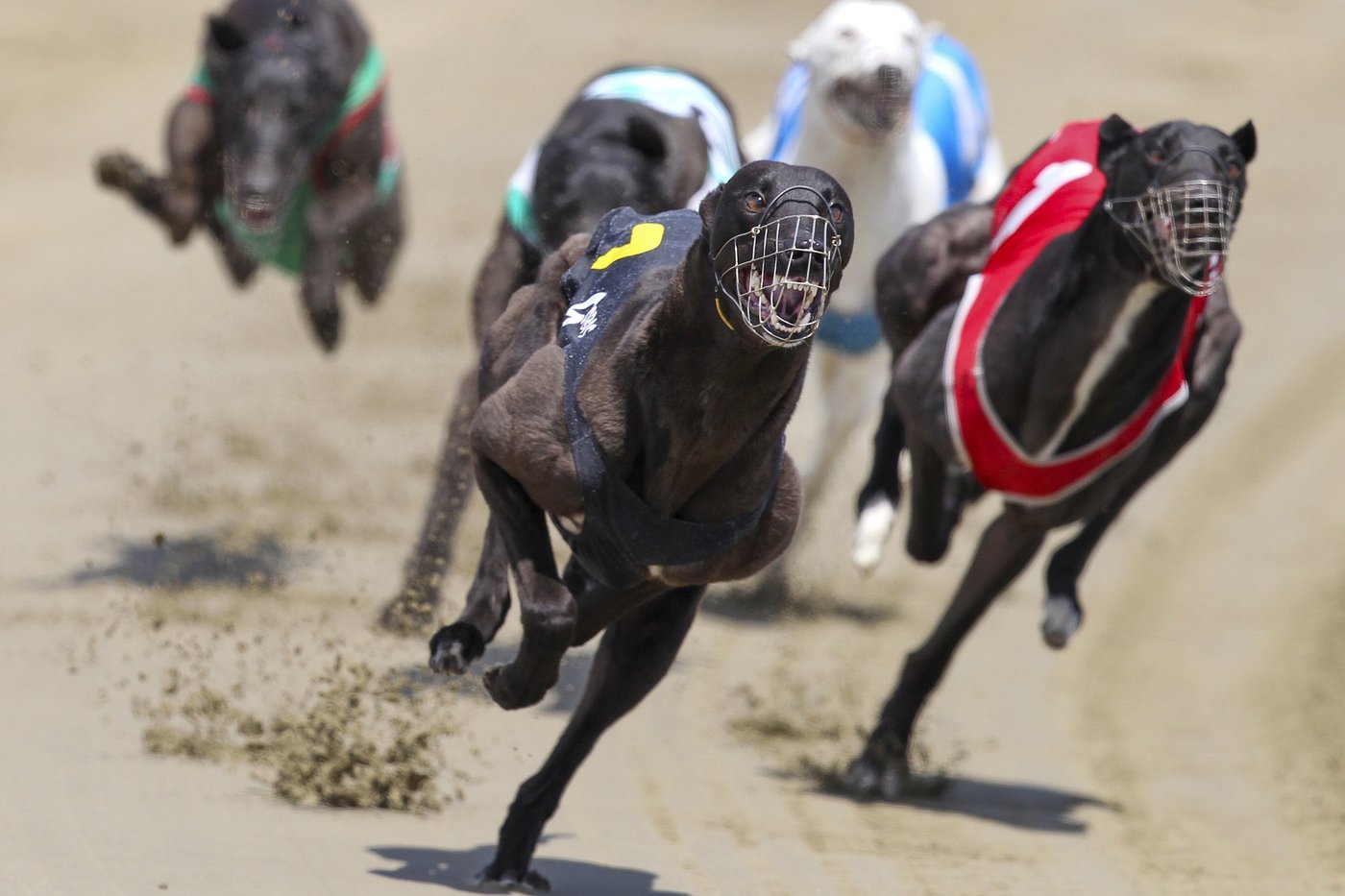 Greyhound racing is increasingly rare worldwide. New Zealand now plans to outlaw the practice | iNFOnews.ca