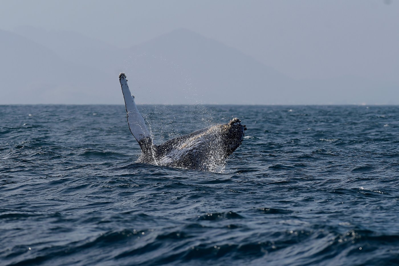Sightings of humpback whales surge in Rio de Janeiro, fueling demand for whale-watching trips | iNFOnews.ca Sightings of humpback whales surge in Rio de Janeiro, fueling demand for whale-watching trips | iNFOnews.ca