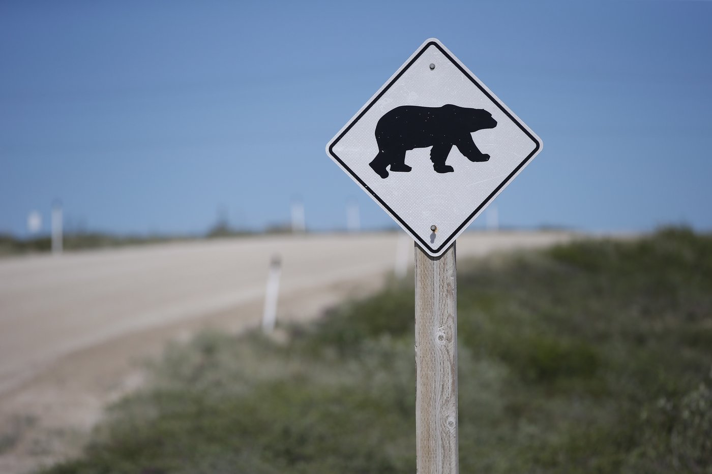 Tory candidate won't apologize for joking that polar bears could deal with homeless | iNFOnews.ca Tory candidate won't apologize for joking that polar bears could deal with homeless | iNFOnews.ca