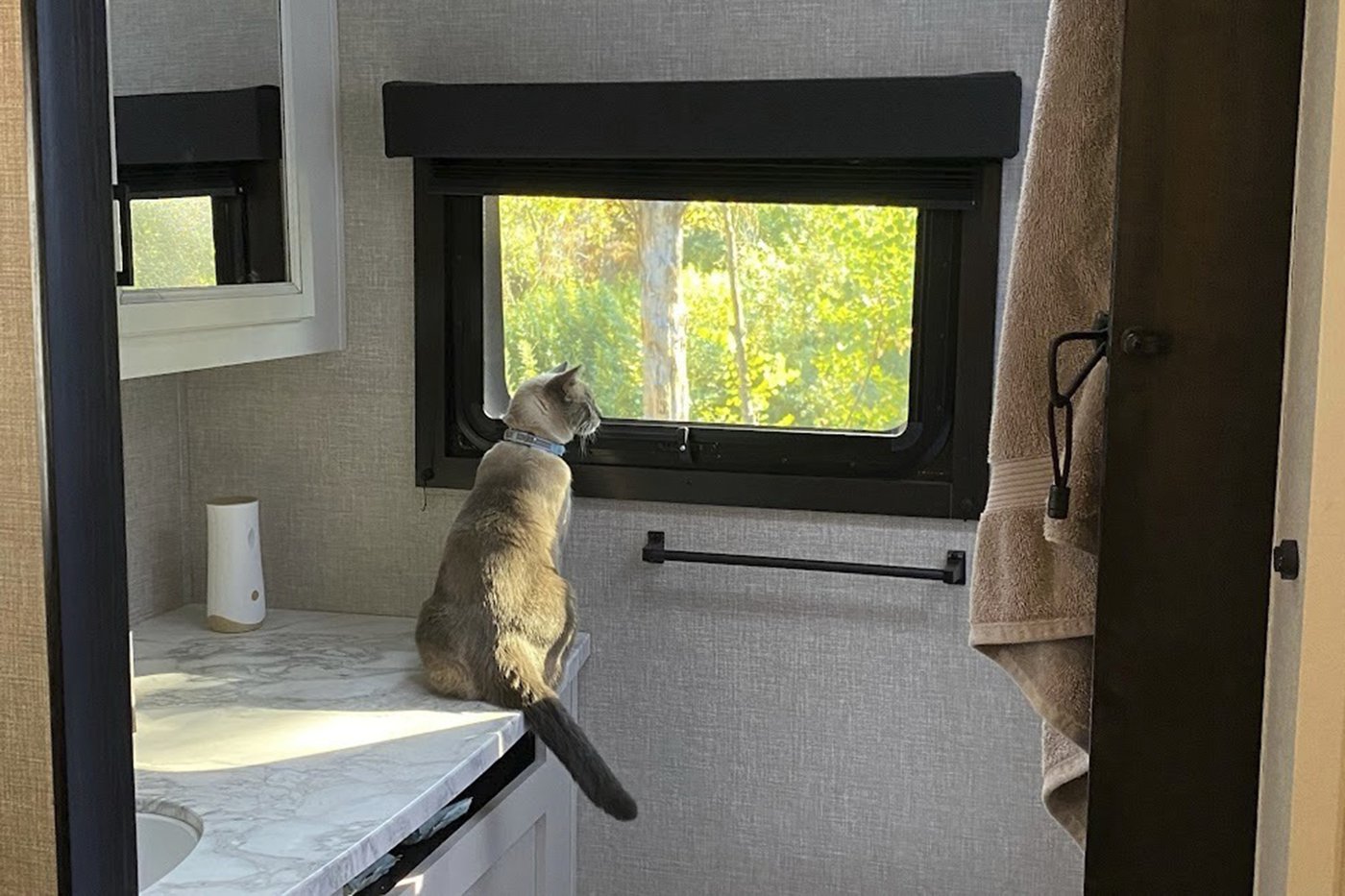 A lost cat's mysterious 2-month, 900-mile journey home to California | iNFOnews.ca