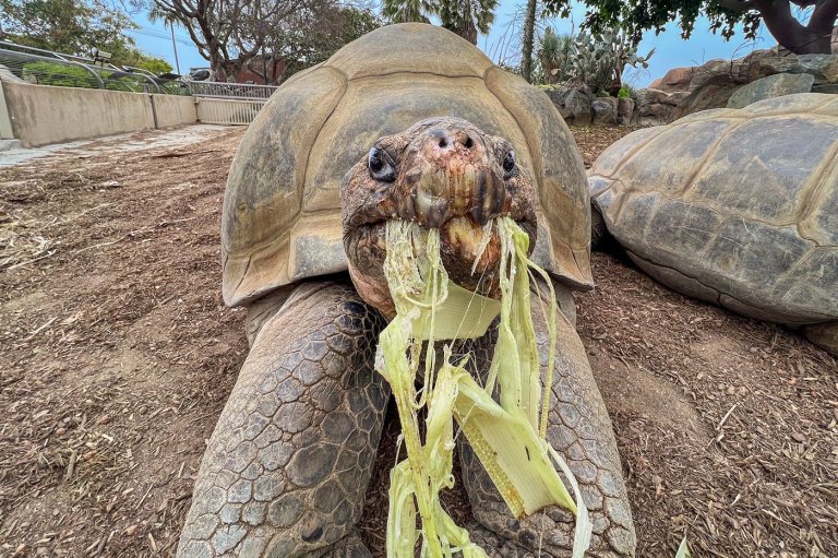Gramma the Galápagos tortoise, oldest resident of San Diego Zoo, dies at about 141 | iNFOnews.ca