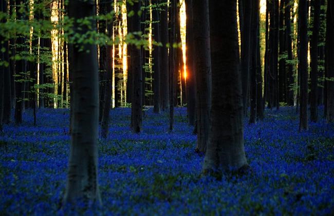 Trudeau deflects Trump and Belgian bluebells in bloom; In The News for April 17 | iNFOnews.ca