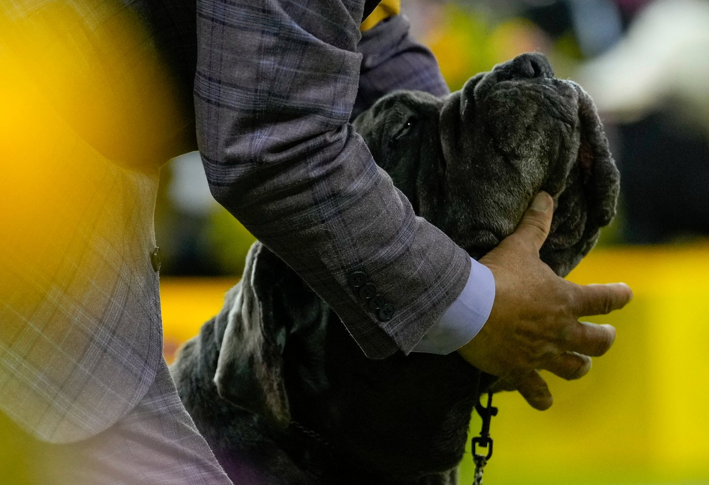 Photo Gallery: The Westminster dog show | iNFOnews.ca