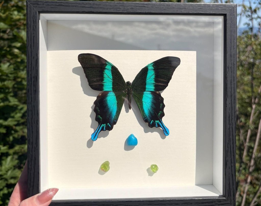 Vernon artist makes fairytale art with butterfly wings from around the world | iNFOnews.ca Vernon artist makes fairytale art with butterfly wings from around the world | iNFOnews.ca