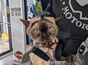 A cat in a Christmas costume has an angry expression.