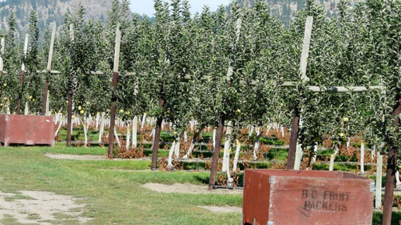 An apple orchard on a sunny day.