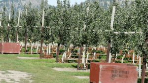 An apple orchard on a sunny day.