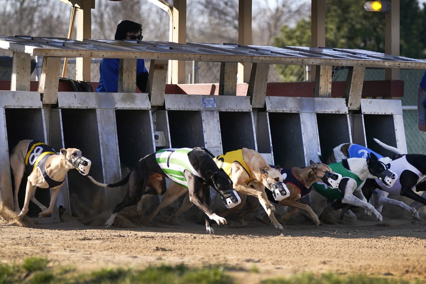 Greyhound racing is increasingly rare worldwide. New Zealand now plans to outlaw the practice | iNFOnews.ca