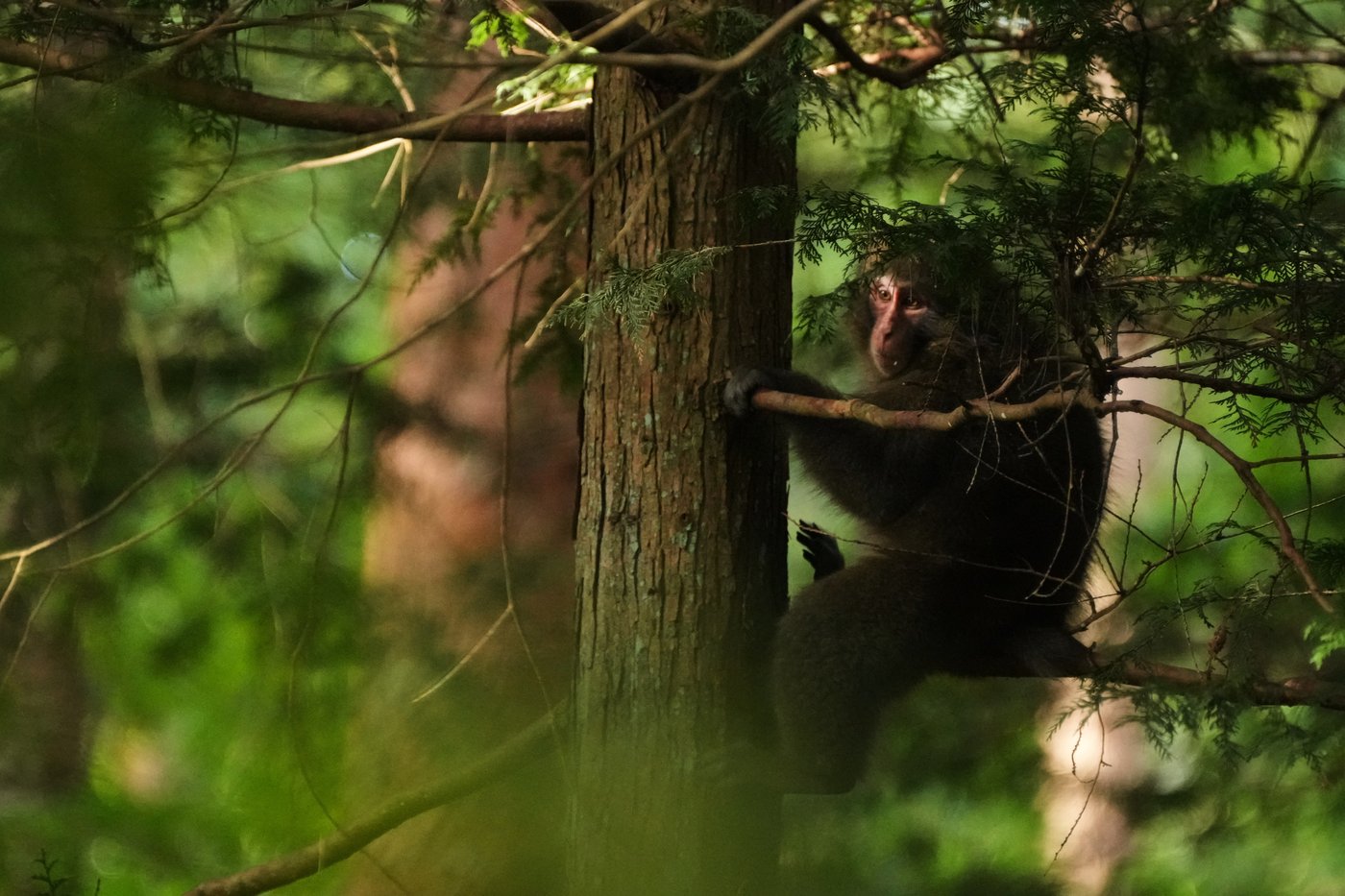 In Japan's Northern Alps, residents battle monkeys to protect homes and farms | iNFOnews.ca