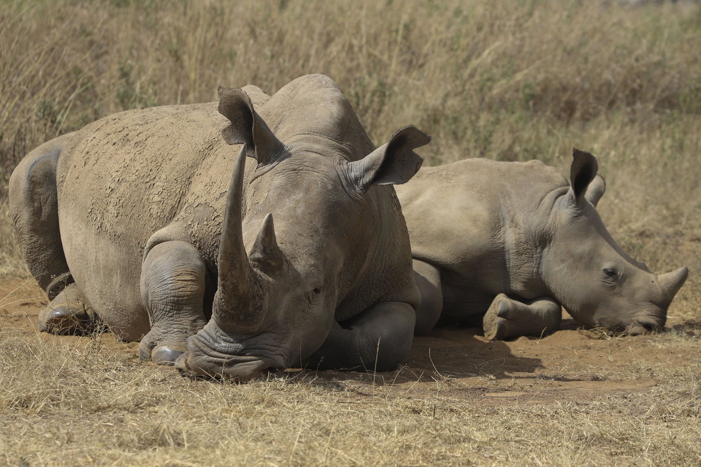 The number of rhinos is slightly up but poaching has increased too | iNFOnews.ca