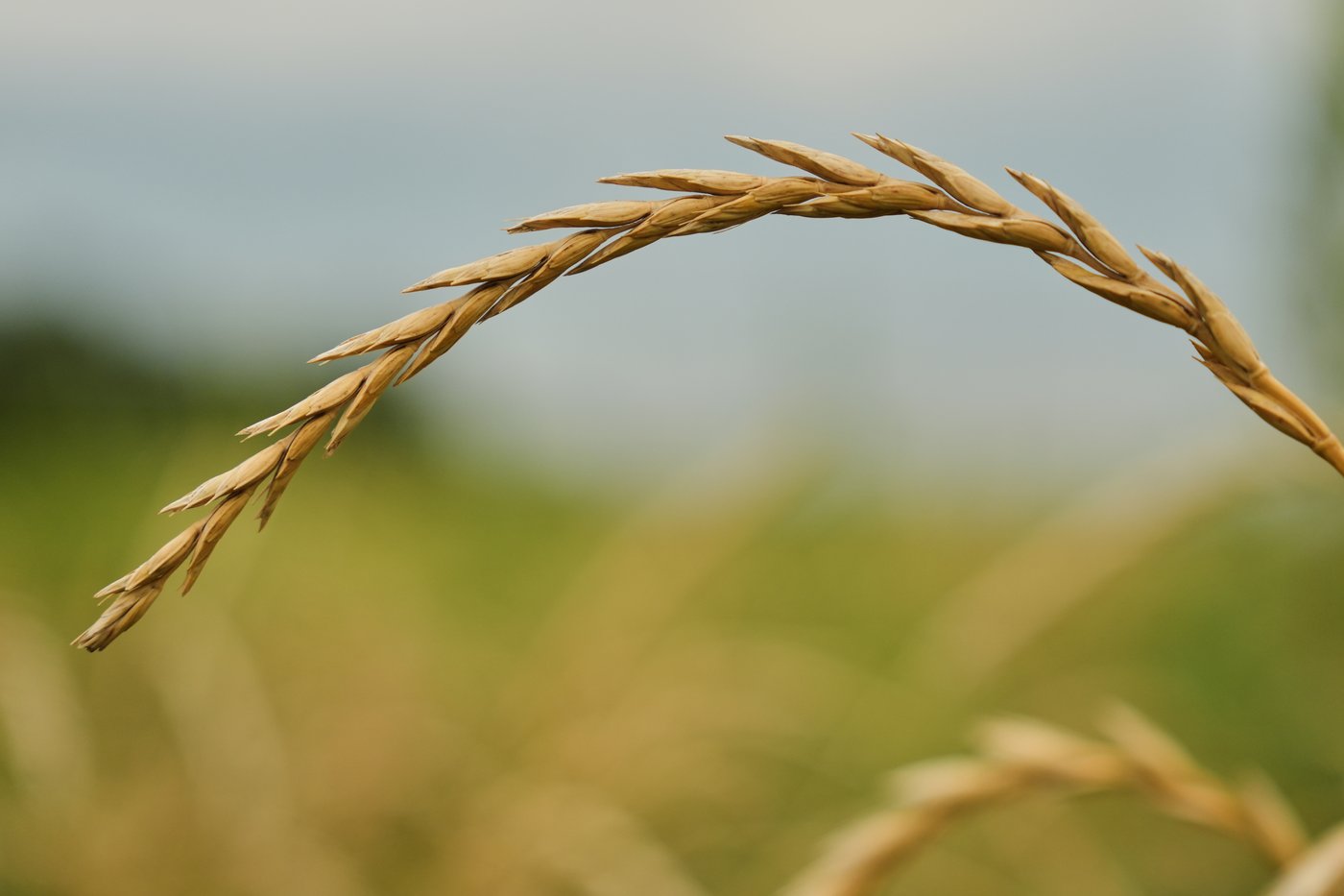 Farmers turn to perennial grains as one solution to extreme weather | iNFOnews.ca