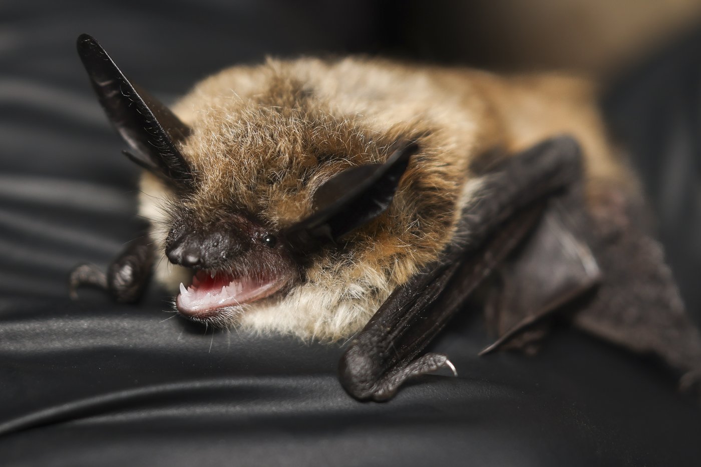 It's almost Halloween. That means it's time for a bat beauty contest | iNFOnews.ca