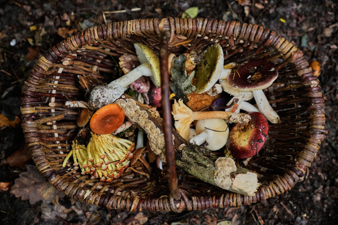 An old tradition finds new life as Germans flock to forests to collect mushrooms | iNFOnews.ca