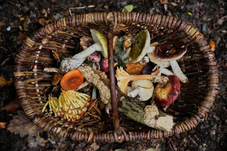 An old tradition finds new life as Germans flock to forests to collect mushrooms | iNFOnews.ca
