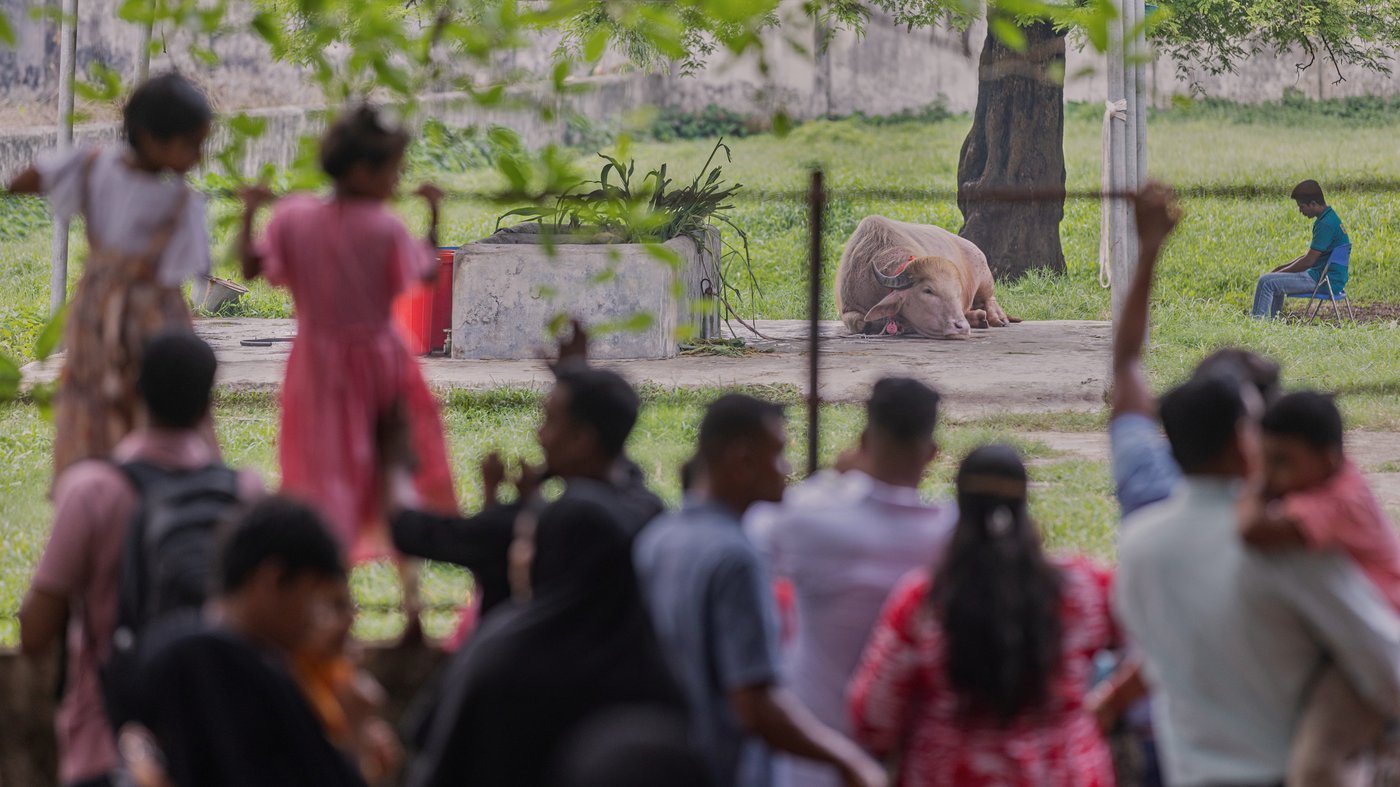 Buffalo named Donald Trump for his golden locks is a sensation at a Bangladesh zoo | iNFOnews.ca Buffalo named Donald Trump for his golden locks is a sensation at a Bangladesh zoo | iNFOnews.ca