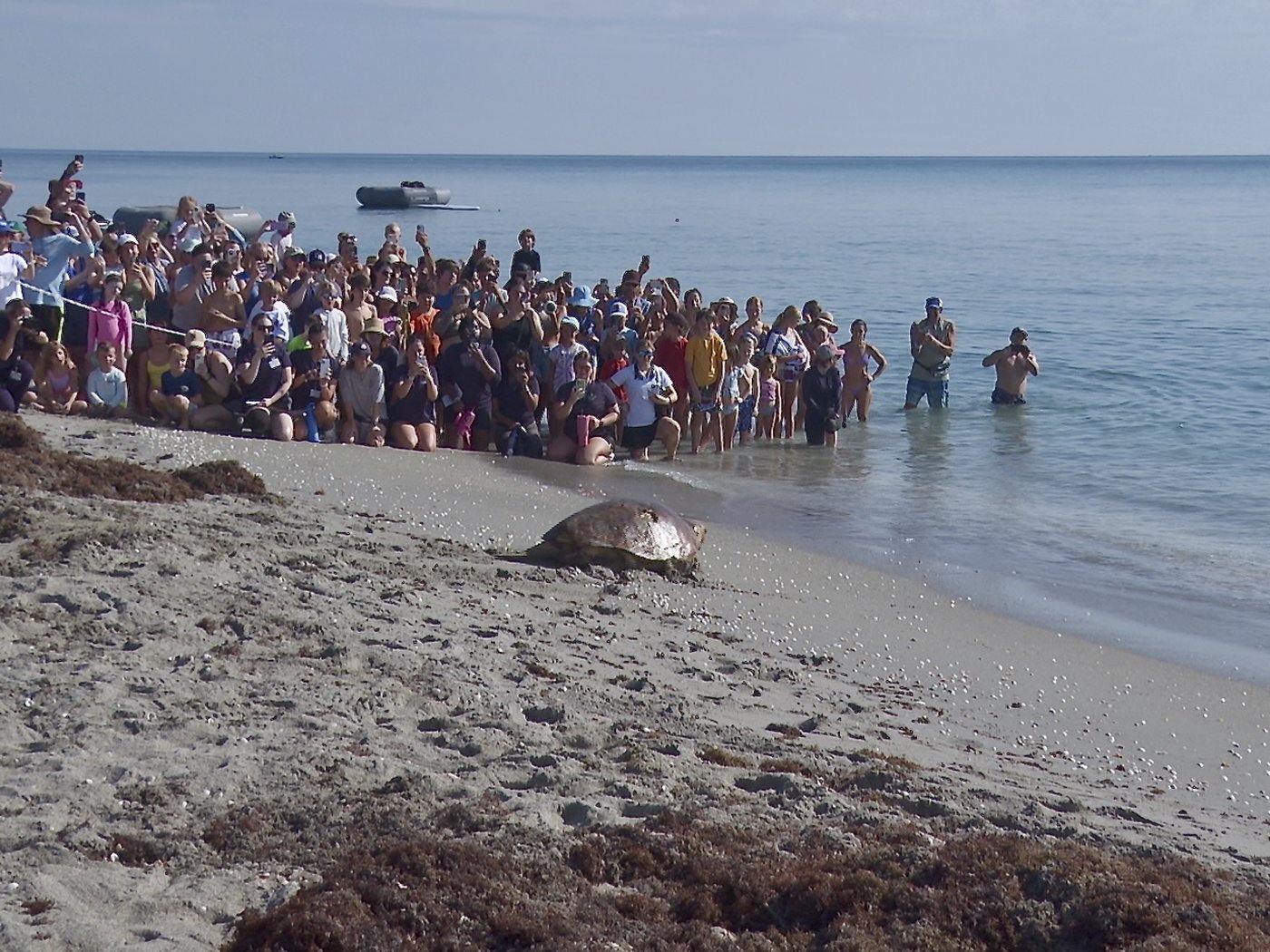 Massive sea turtle returns to the ocean off Florida after treatment for a boat strike | iNFOnews.ca