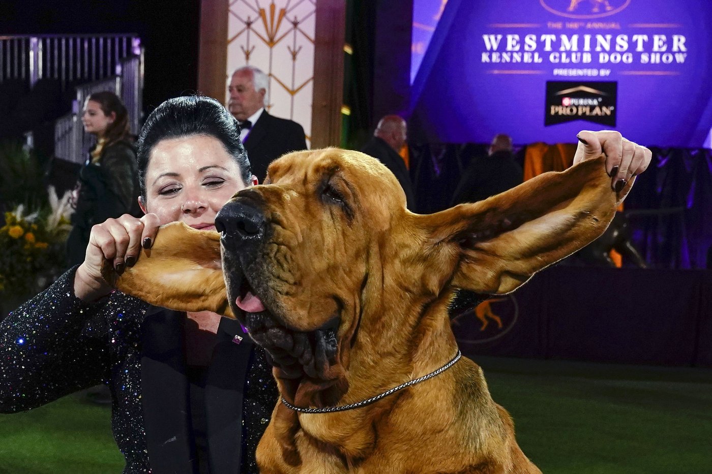 Dog Show 101: What's what at the Westminster Kennel Club | iNFOnews.ca