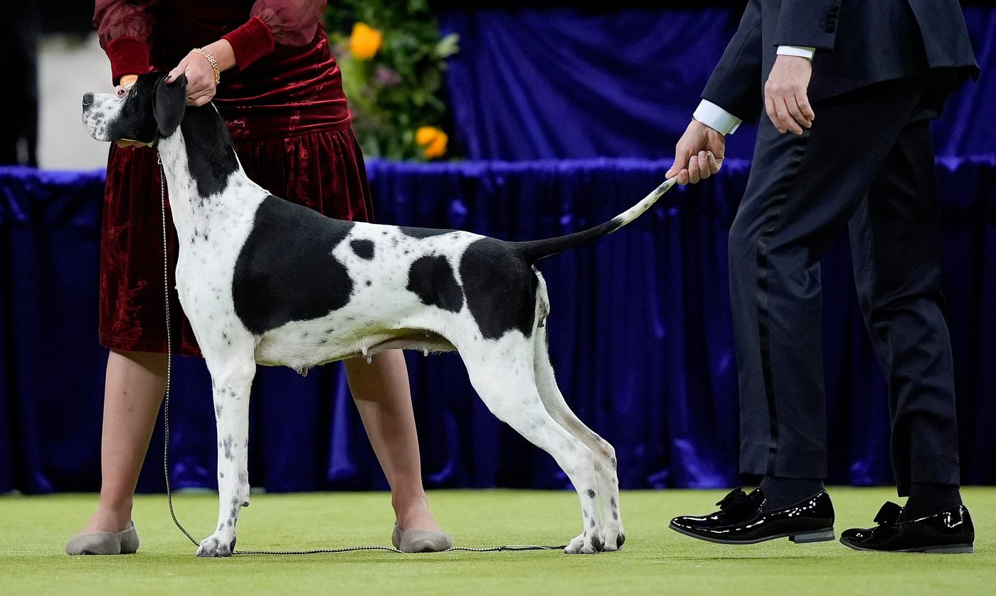 Photo Gallery: The Westminster dog show | iNFOnews.ca