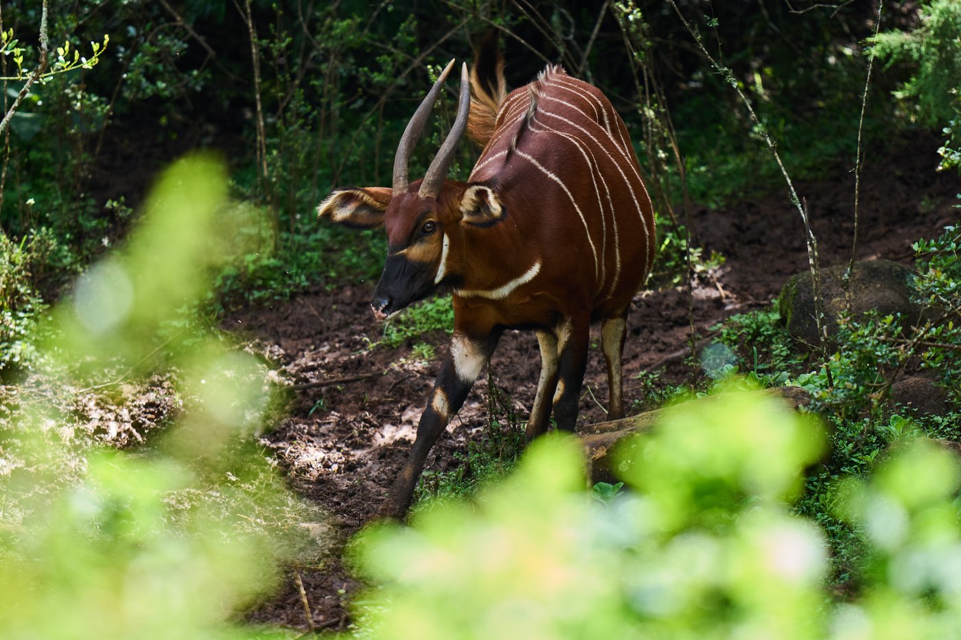 The ‘ghost of the forest’ makes a comeback in Kenya, in photos | iNFOnews.ca