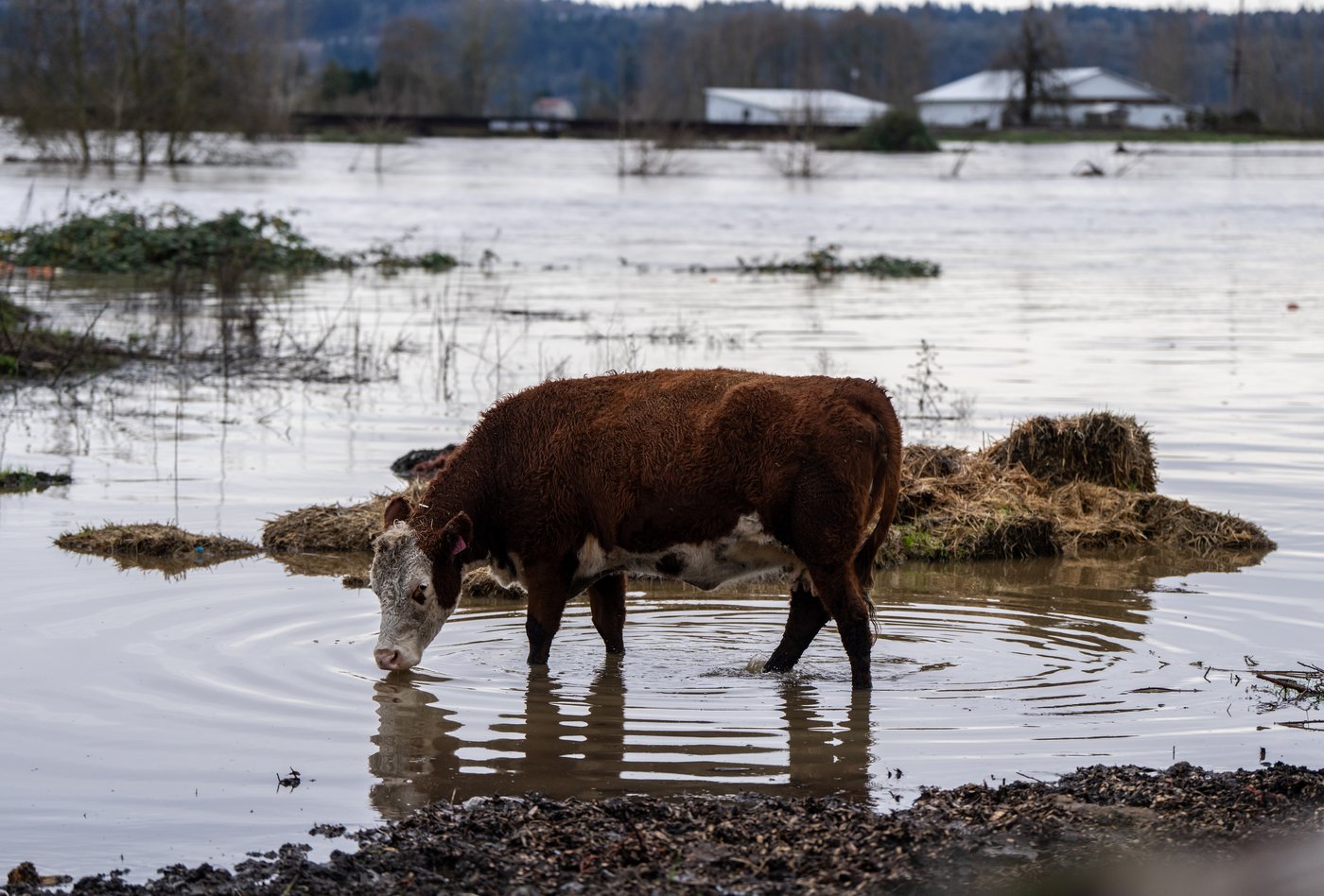 Photos show waterlogged Washington state in US | iNFOnews.ca