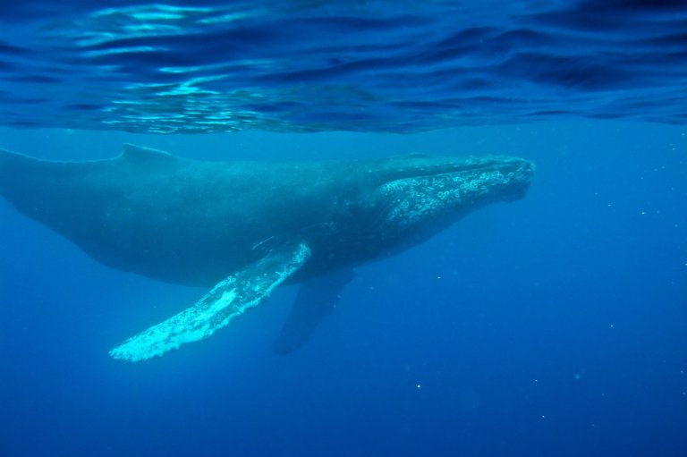 Oldest known whale recording could unlock mysteries of the ocean | iNFOnews.ca