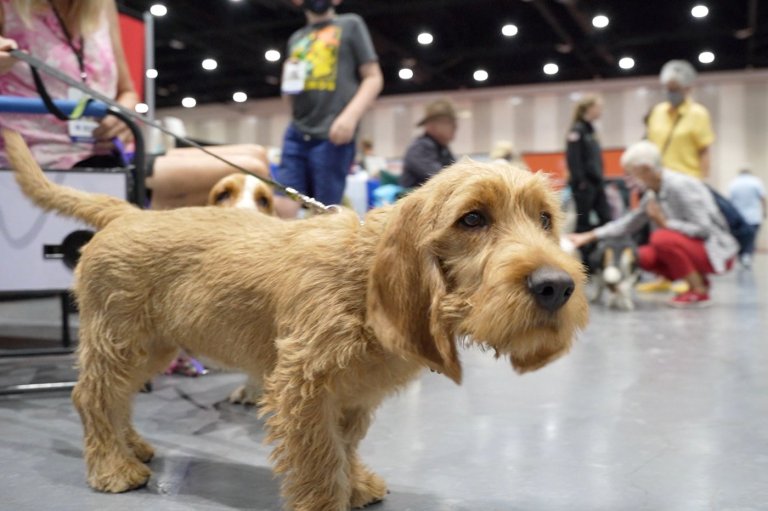 Unleash the hounds! And terriers and lapdogs. The American Kennel Club adds 3 breeds | iNFOnews.ca