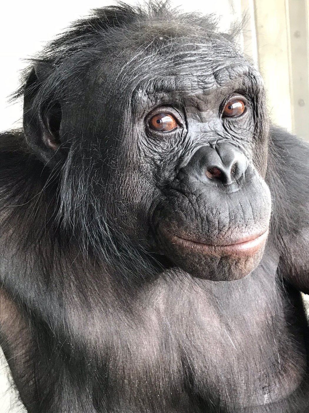 Can apes play pretend? Scientists use an imaginary tea party to find out | iNFOnews.ca