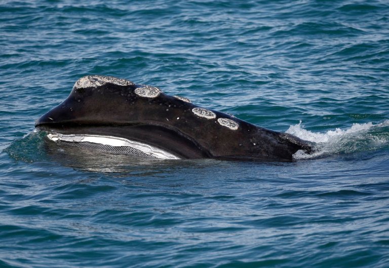 A rare whale is having an encouraging season for births. Scientists warn it might still go extinct | iNFOnews.ca