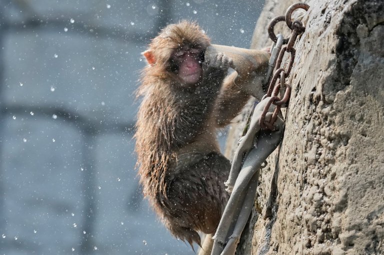 Granby Zoo warns visitors about contact with Japanese macaque after isolated incident | iNFOnews.ca