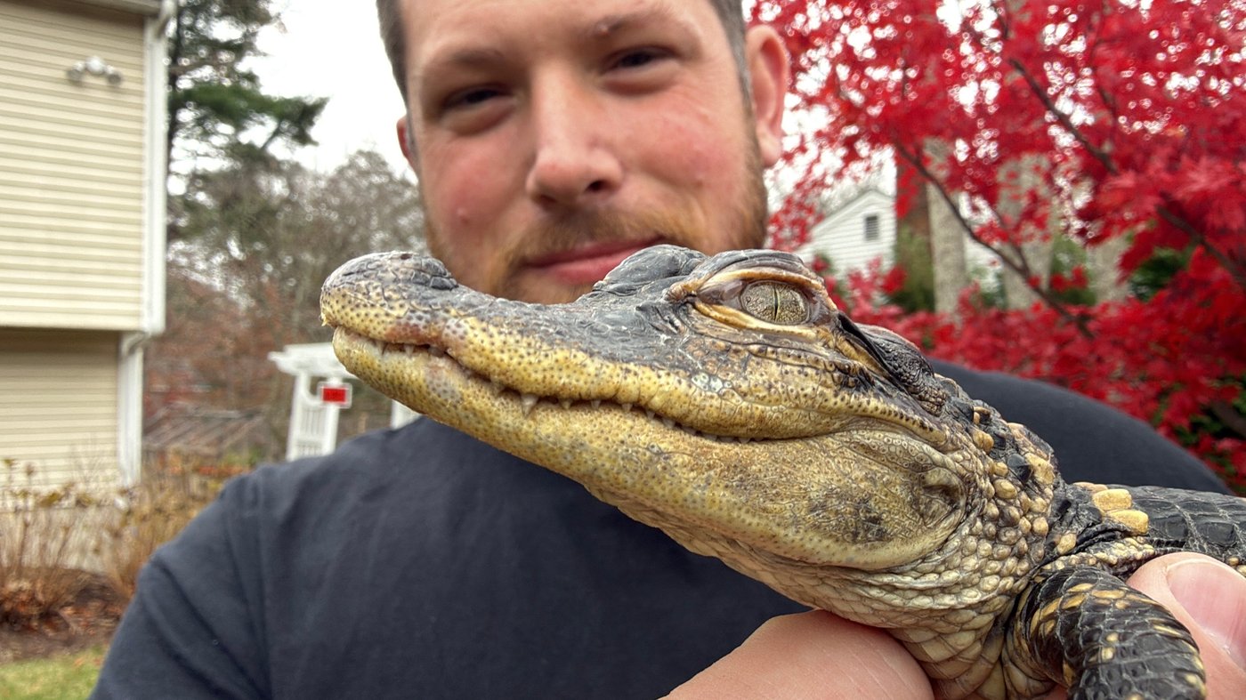 Small alligator rescued in Boston after slithering into the city's heart on social media | iNFOnews.ca