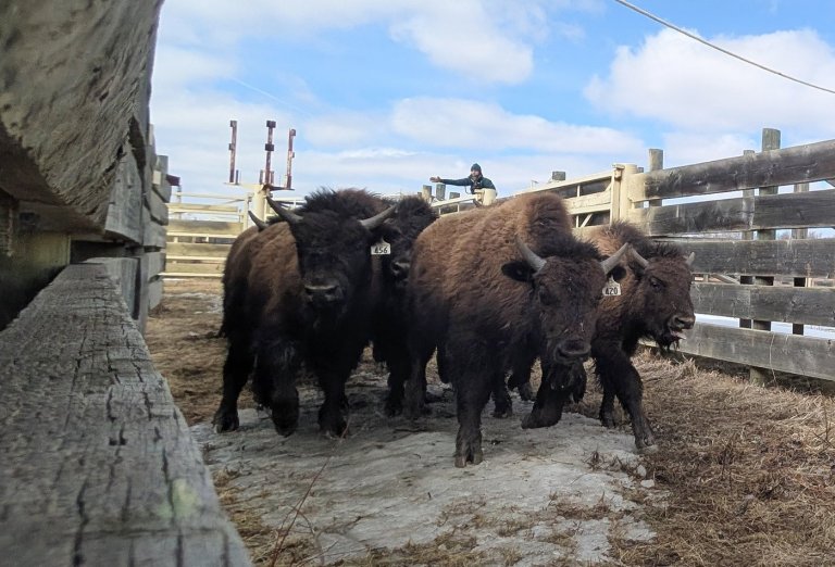 Oh, give me a home: Alberta-raised wood bison calves safely relocated to Alaska | iNFOnews.ca