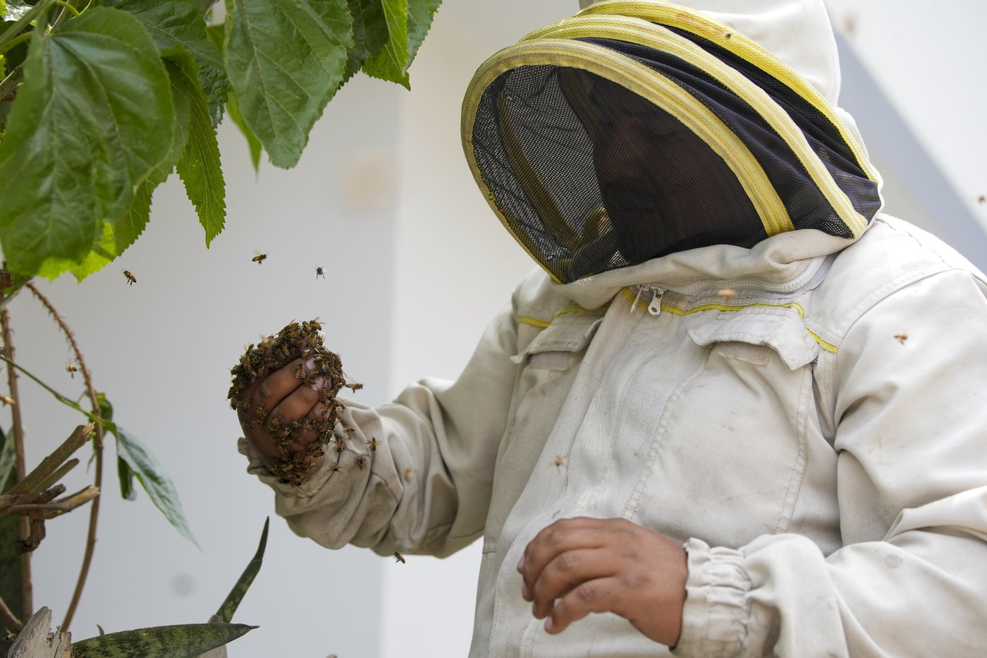 Bee 'rescuer' in Peruvian capital plies his trade with passion, free of charge | iNFOnews.ca