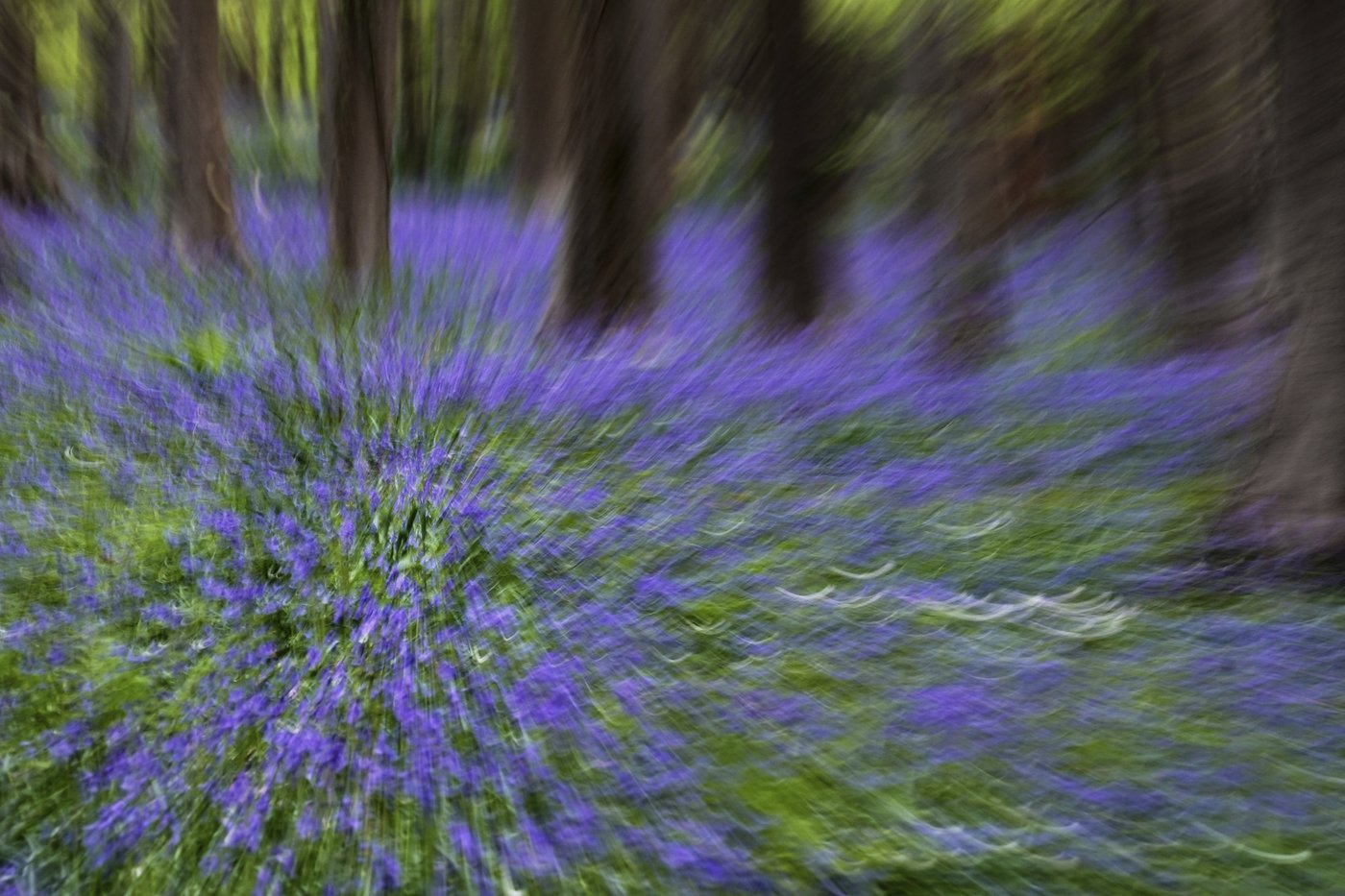 Bluebells and other spring flowers can be nature's antidote to stressful times | iNFOnews.ca Bluebells and other spring flowers can be nature's antidote to stressful times | iNFOnews.ca