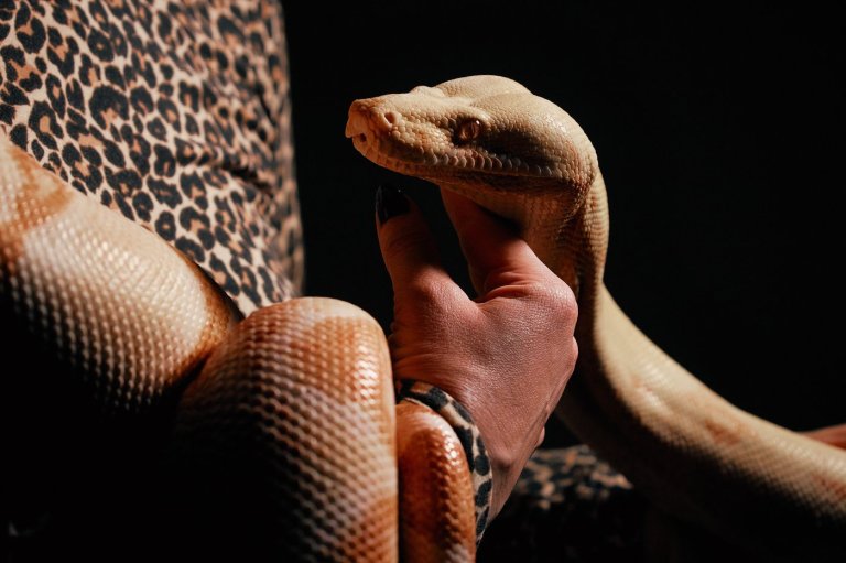 Photos show snakes auditioning for a role at New York’s Metropolitan Opera | iNFOnews.ca