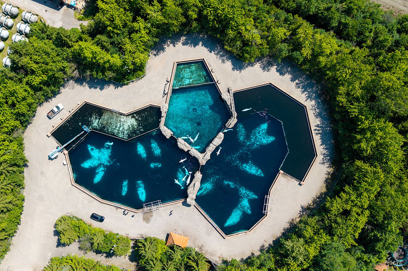 Six whales moved out of Marineland in 'complex' operation, headed to U.S. aquariums | iNFOnews.ca