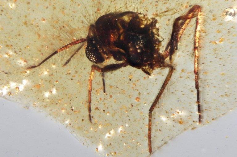 Discovery of insects trapped in amber sheds light on ancient Amazon rainforest | iNFOnews.ca