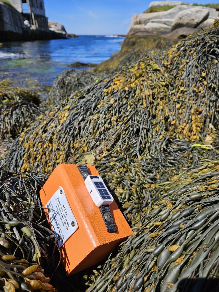 Federal researchers using driftwood to study and track seabird deaths off N.S. coast | iNFOnews.ca