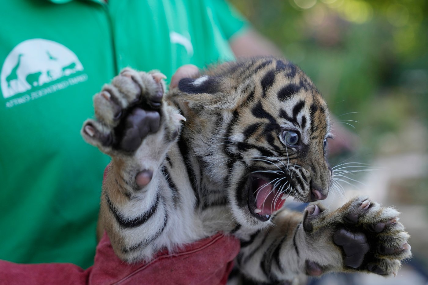 World's most endangered tigers born in Greece as zoos build a safety net | iNFOnews.ca